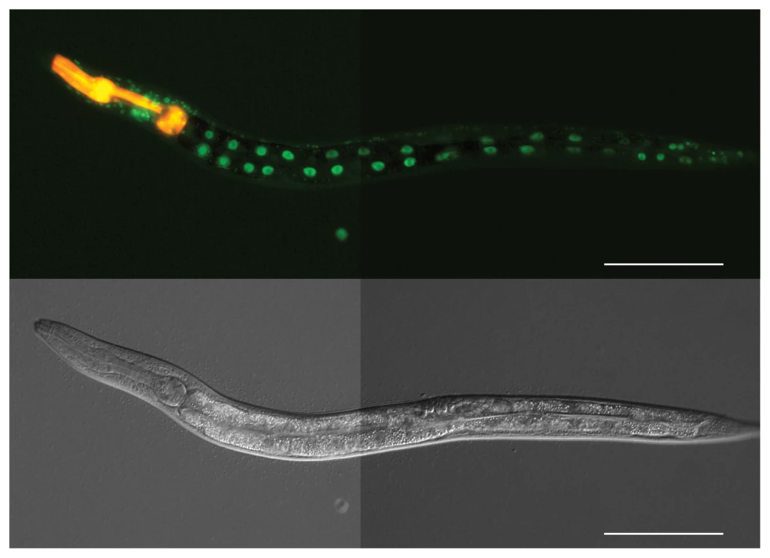 ATF-7 is expressed in the nuclei of intestinal cells in <i>C. elegans</i>.