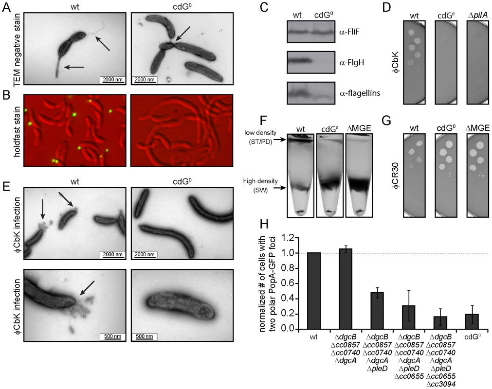 Depletion of c-di-GMP leads to severe deficiencies in development and cell morphology.