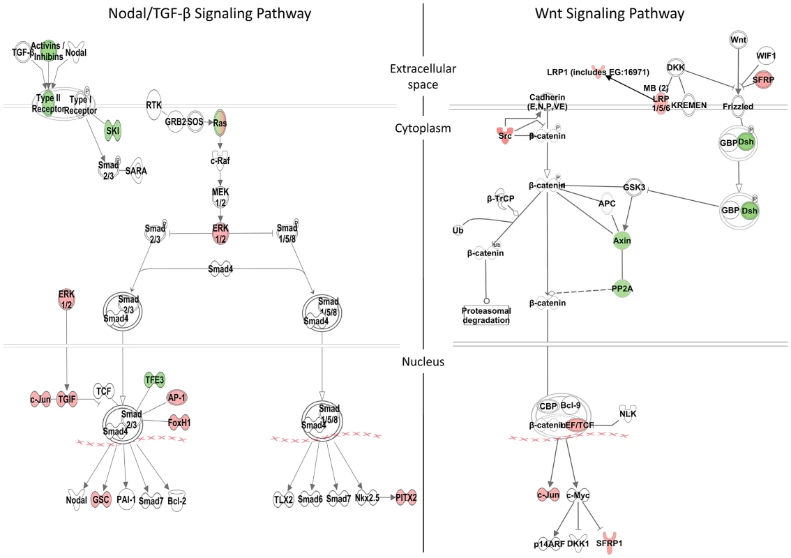 Zic3-regulated genes in the Nodal and Wnt signaling pathways.