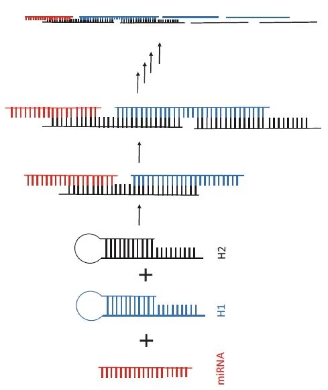 Princip hybridizační řetězové reakce.
Po přidání dvou vlásenkových DNA sond (H1 – modrá a H2 – černá) do vzorku s cílovou
miRNA (červená) dochází k otevření vlásenkových struktur a k řetězové hybridizaci
mezi H1 a H2.