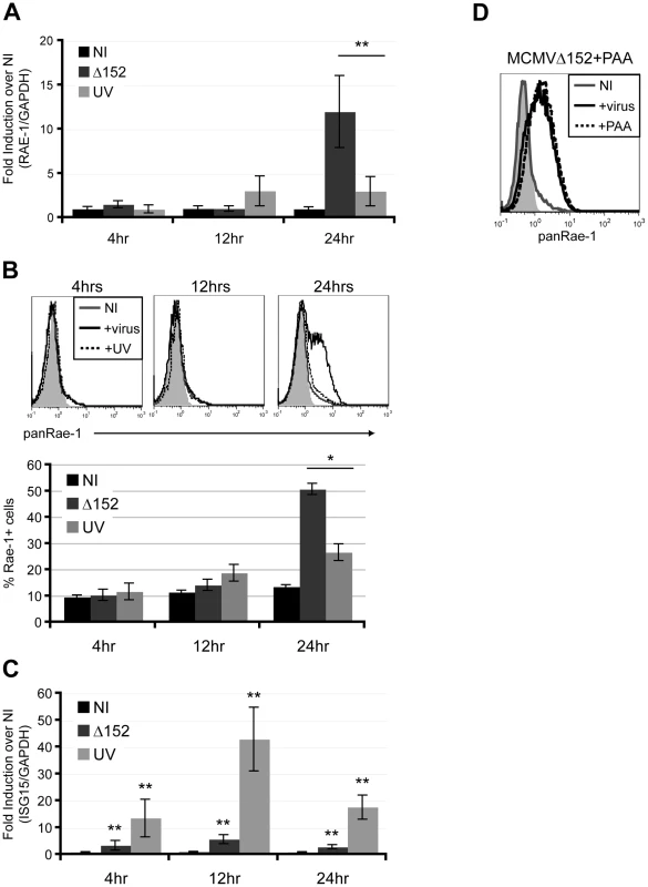 Viral early gene expression is necessary for the induction of RAE-1.