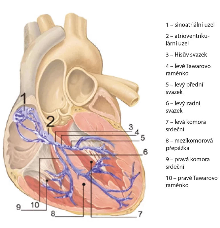 Anatomie převodního systému srdce, pohled zepředu, koronární řez . Upraveno podle [59].