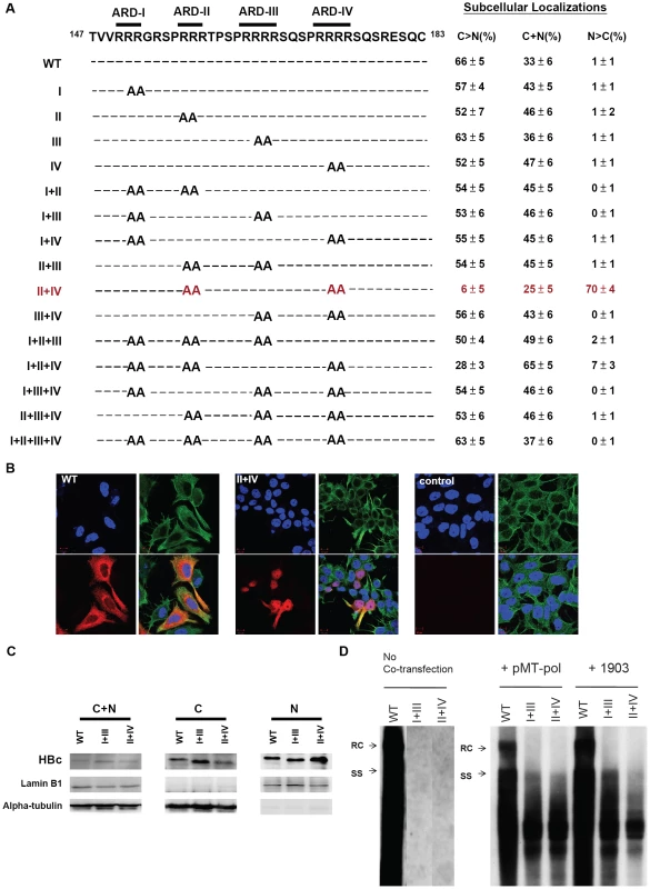 Subcellular localization of HBc of 15 HBc ARD mutants was evaluated by immunofluorescence assay (IFA) of Huh7 cells, which had been cotransfected with HBc ARD mutants and plasmid pMT-pol expressing HBV polymerase, using a double-blind protocol.