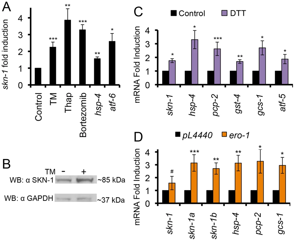 ER stress activates SKN-1 independently of oxidative stress.