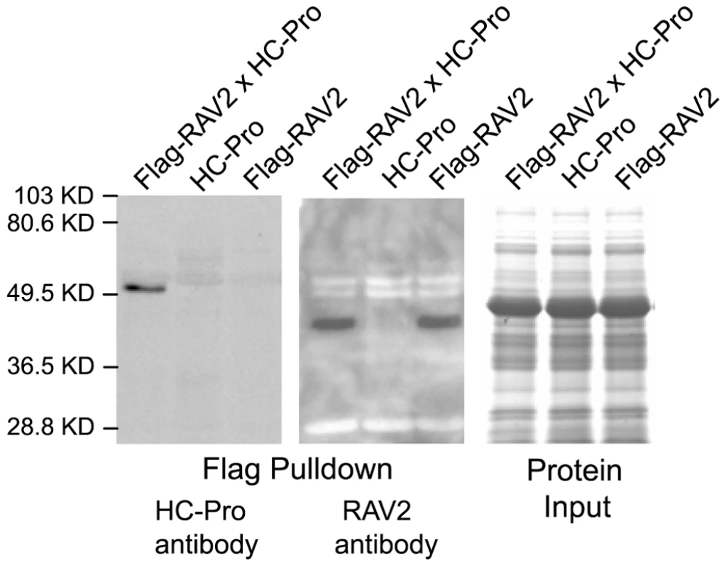 <i>In vivo</i> Interaction of RAV2 and TuMV HC-Pro in Arabidopsis.
