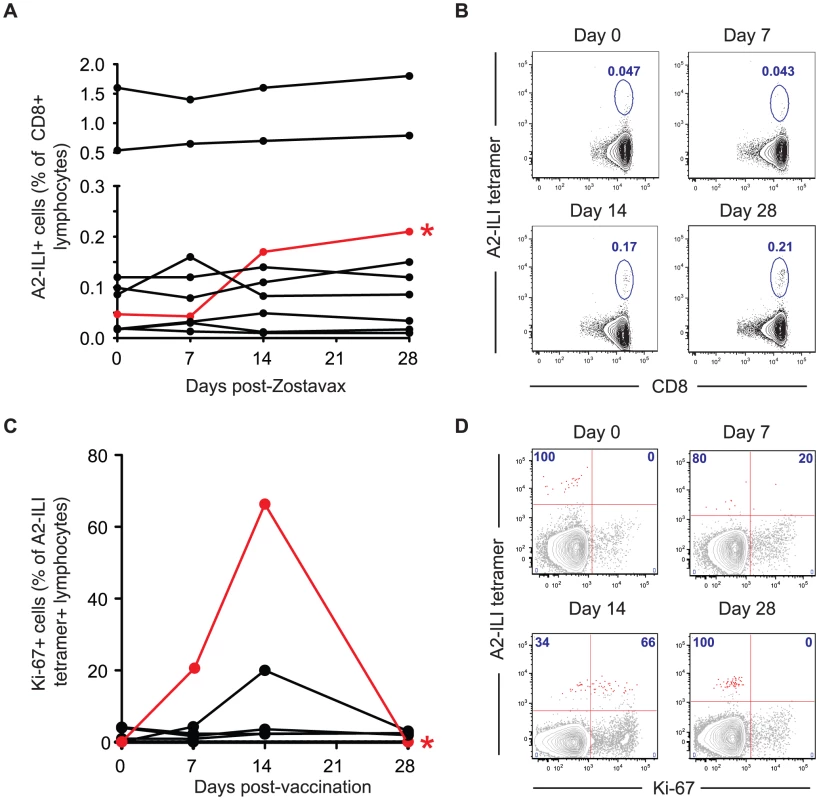 The live attenuated vaccine Zostavax cannot efficiently induce proliferation of ILI-specific CD8 T cells in most individuals.