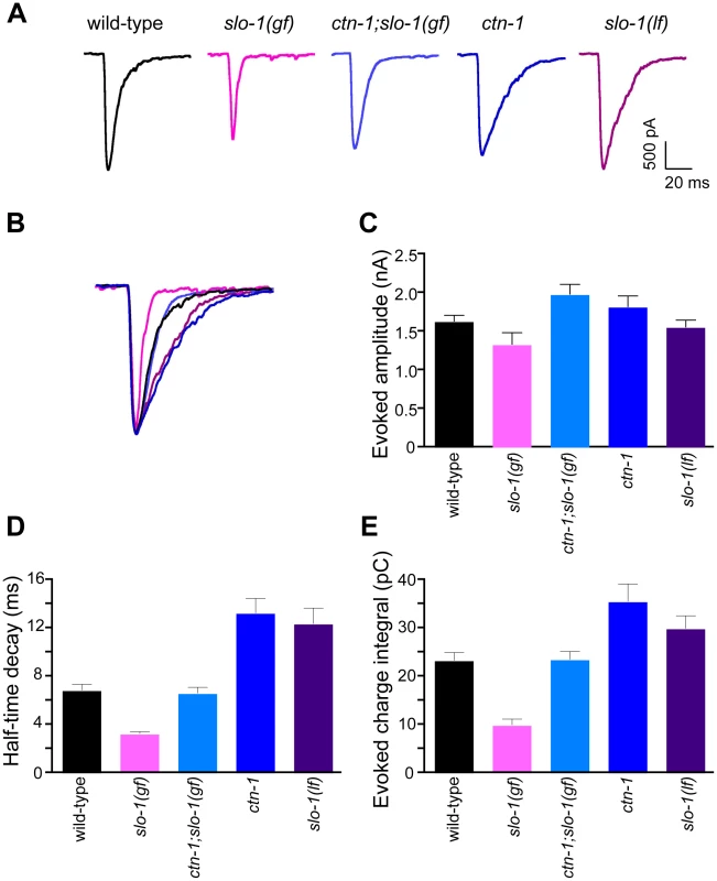 <i>ctn-1</i> mutation suppresses defects of <i>slo-1(gf)</i> evoked synaptic responses at the neuromuscular junctions.