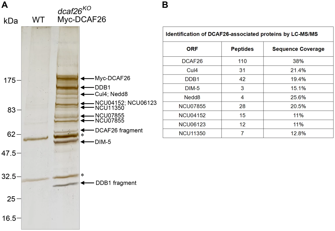 Identification of DCAF26-associated proteins.