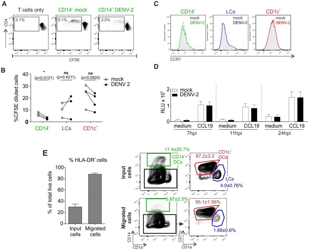 T cell stimulation capacity of DENV-exposed DC subsets and their migratory response towards the chemokine CCL19.