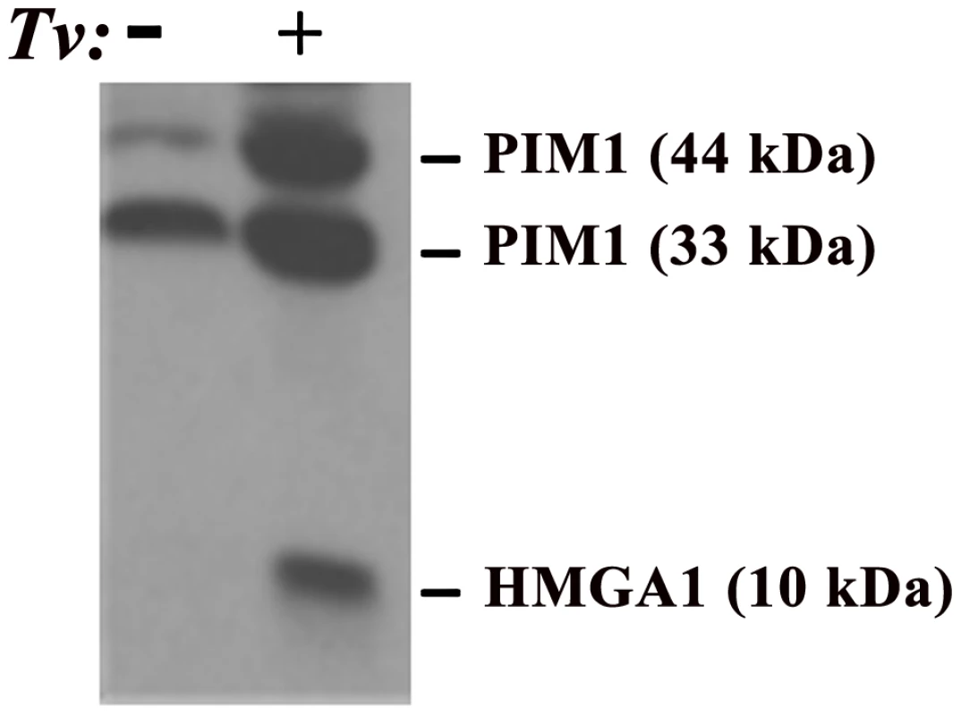 Demonstration of elevated amounts of PIM1 and HMGA1 proteins in PECs after adherence by <i>T. vaginalis</i> (<i>Tv</i>).