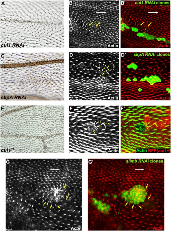 The Cul1 complex is required for hair and trichome polarity in the wing.