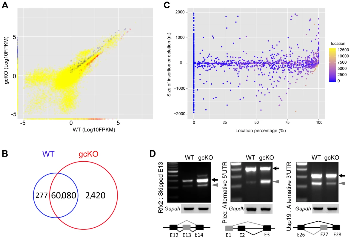 Disruptions of the mRNA transcriptome and alternative splicing patterns in <i>Ranbp9</i> gcKO testes.