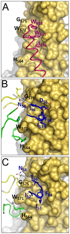 HK20 occupies a hydrophobic pocket on HR1, which is filled by HR2 in the six helix bundle post fusion conformation.