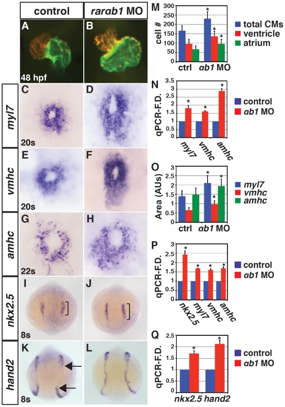 RARαb1 deficient embryos have enlarged hearts with increased CM number.