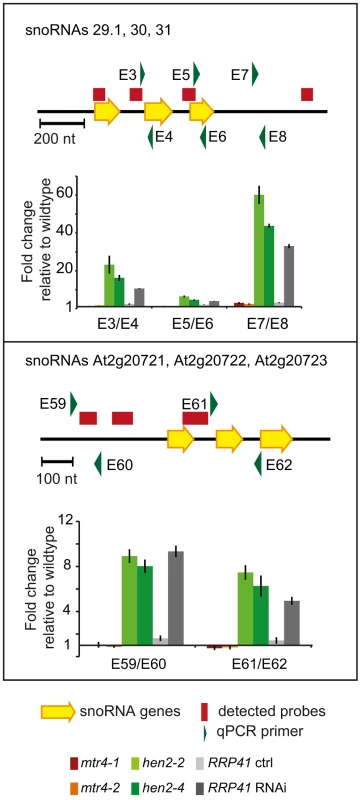 <i>hen2</i> mutants accumulate snoRNA precursors.