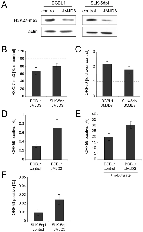 Consequences of JMJD3 expression in BCBL1 and <i>de novo</i> infected SLK cells.