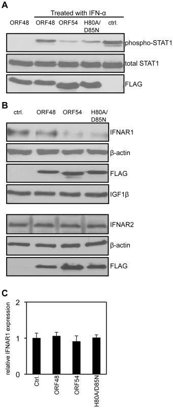ORF54 induces degradation of IFNAR1.