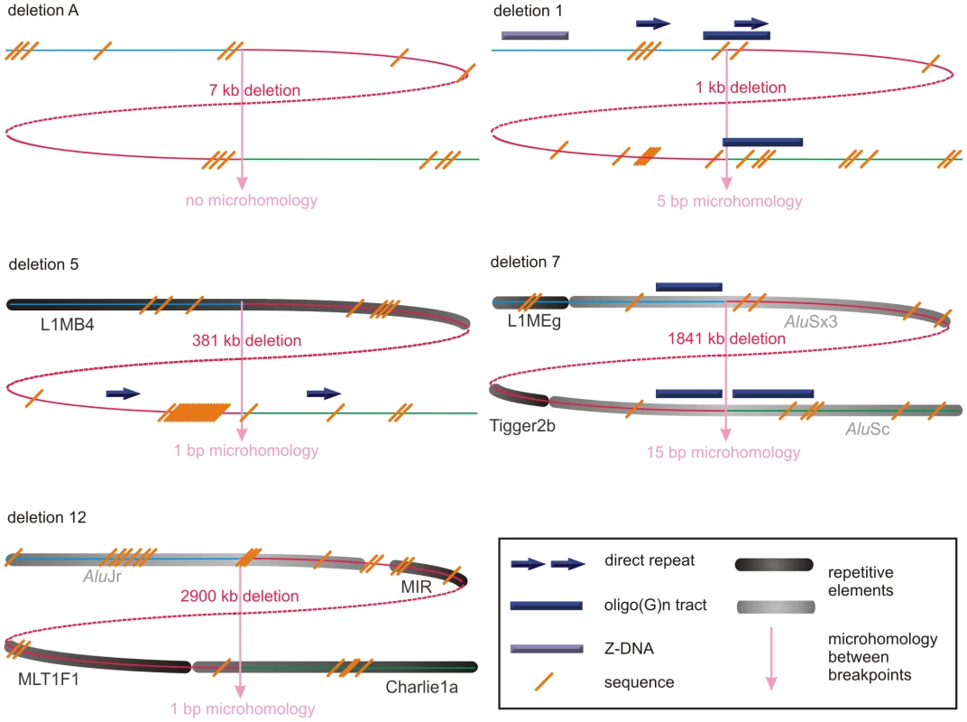 Schematic representations of the genomic architecture for 5 exemplary regulatory and <i>FOXL2</i>-encompassing deletion.