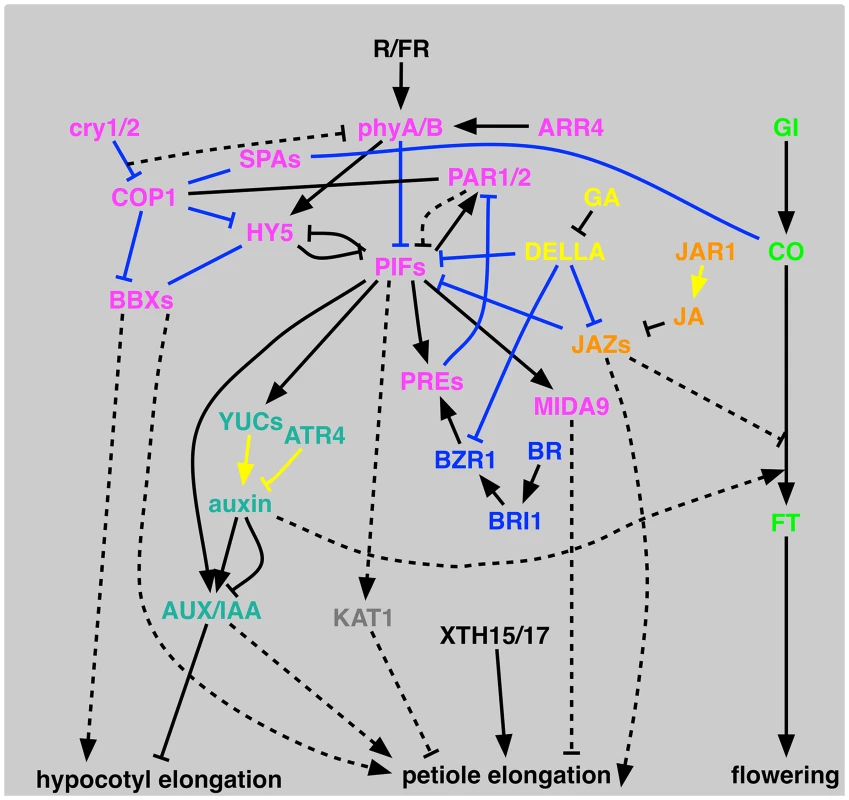 Schematic representation of proposed signal transduction for shade-avoidance syndrome.