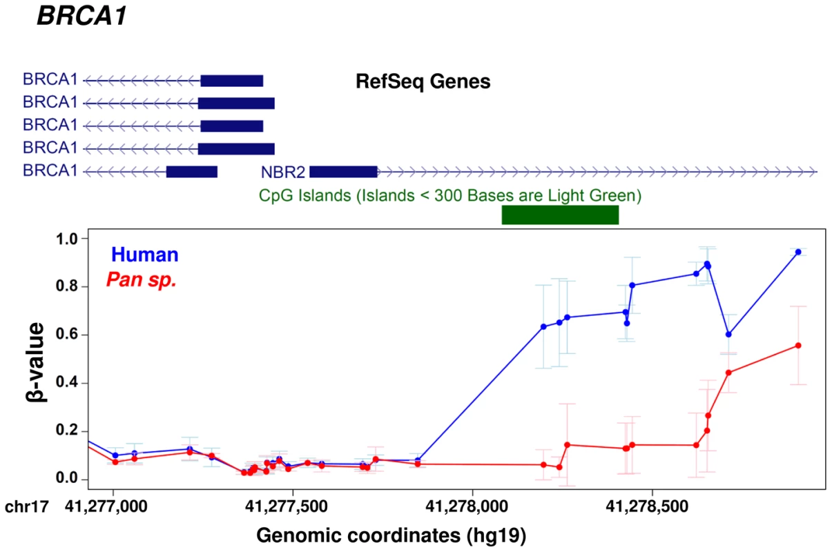 Example gene showing methylation differences between human and chimpanzee at promoter level.