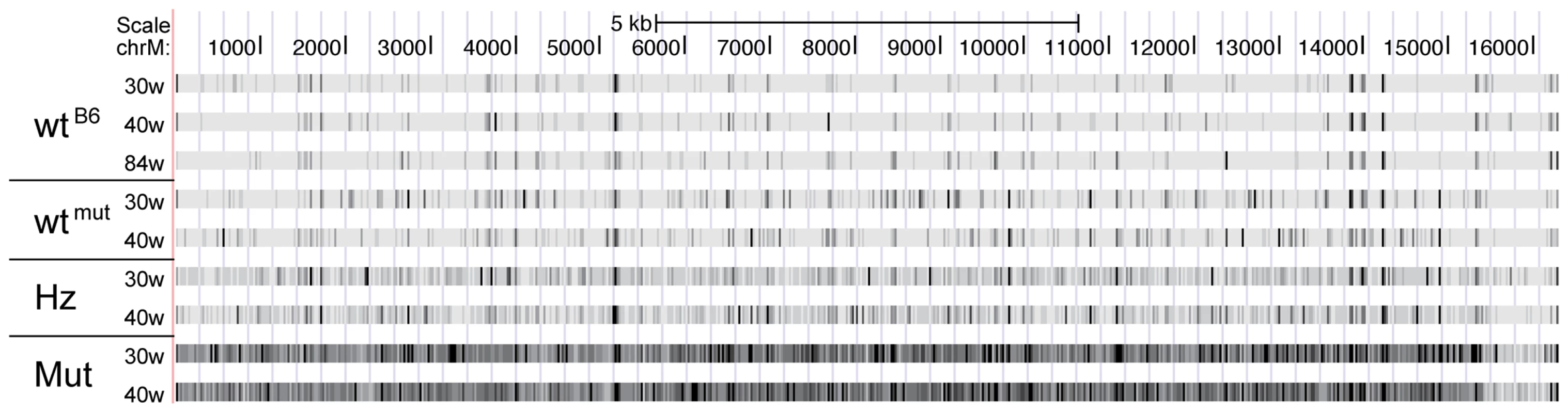 Corrected mutational frequencies viewed in the UCSC genome browser.