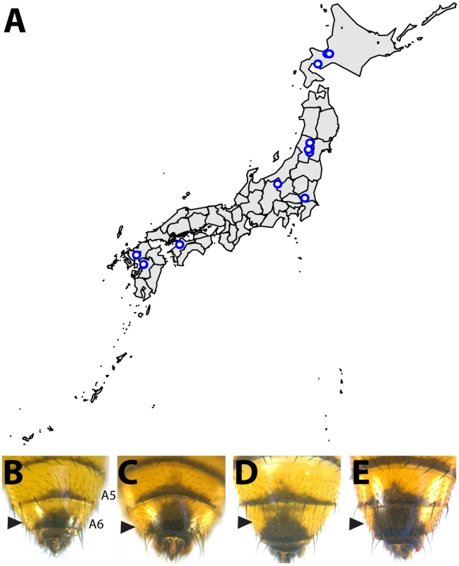 Intraspecific variation in abdominal pigmentation of <i>D</i>. <i>auraria</i> across Japan.