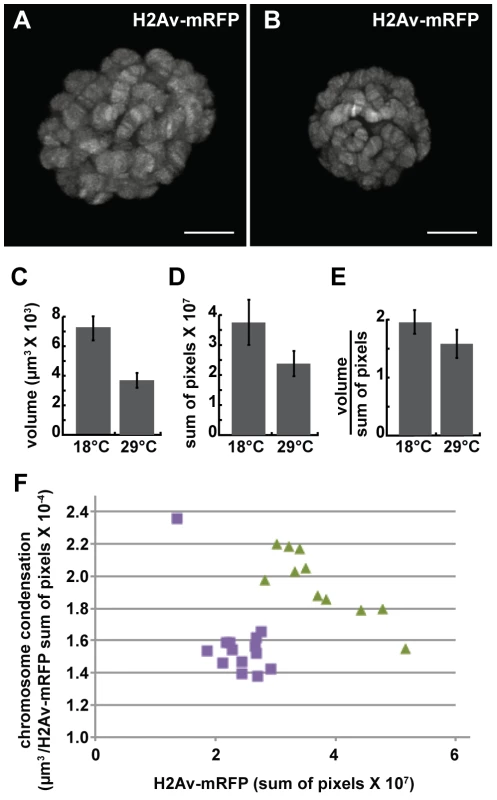 The loss of dMi-2 function promotes chromosome compaction.