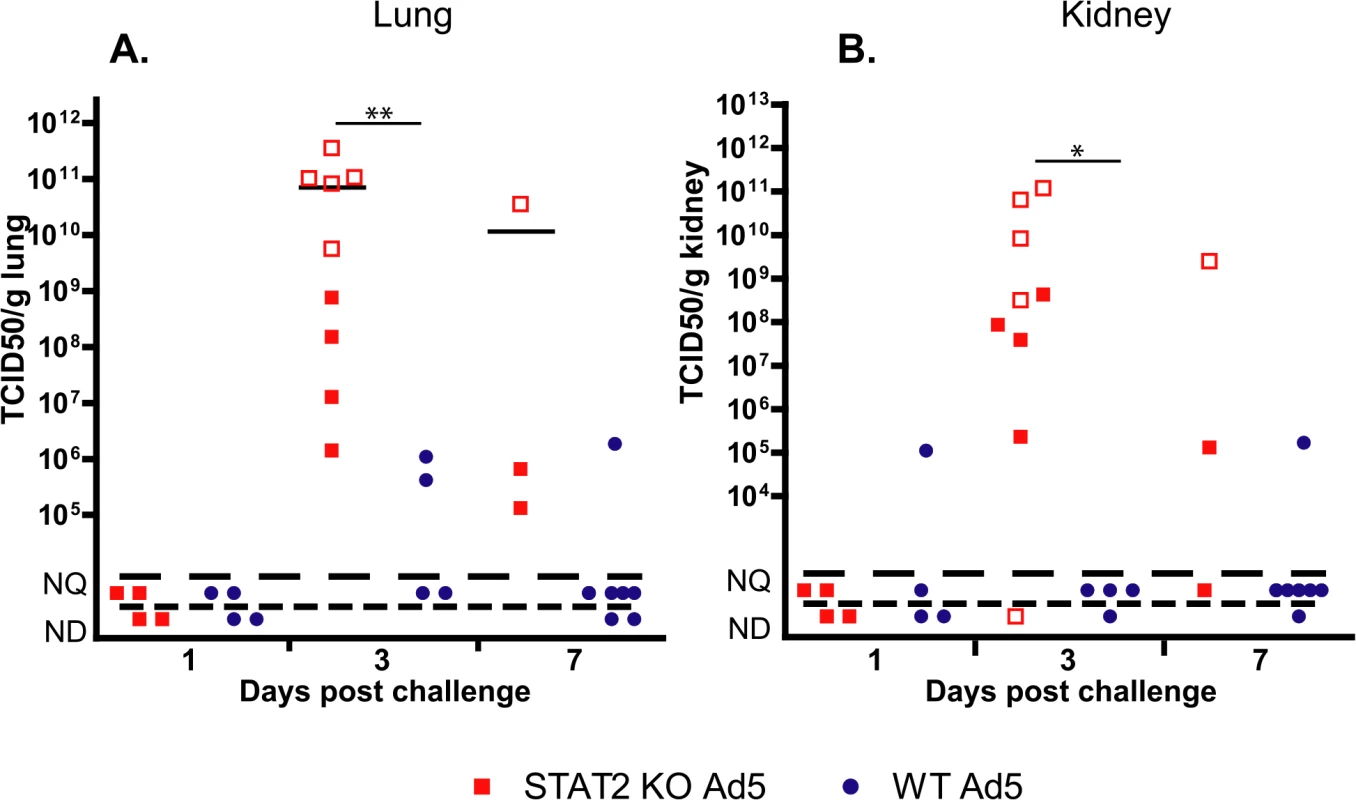 The infectious virus load in the lung (A) and kidney (B) of STAT2 KO hamsters is elevated after intravenous infection with Ad5 compared to wt hamsters.