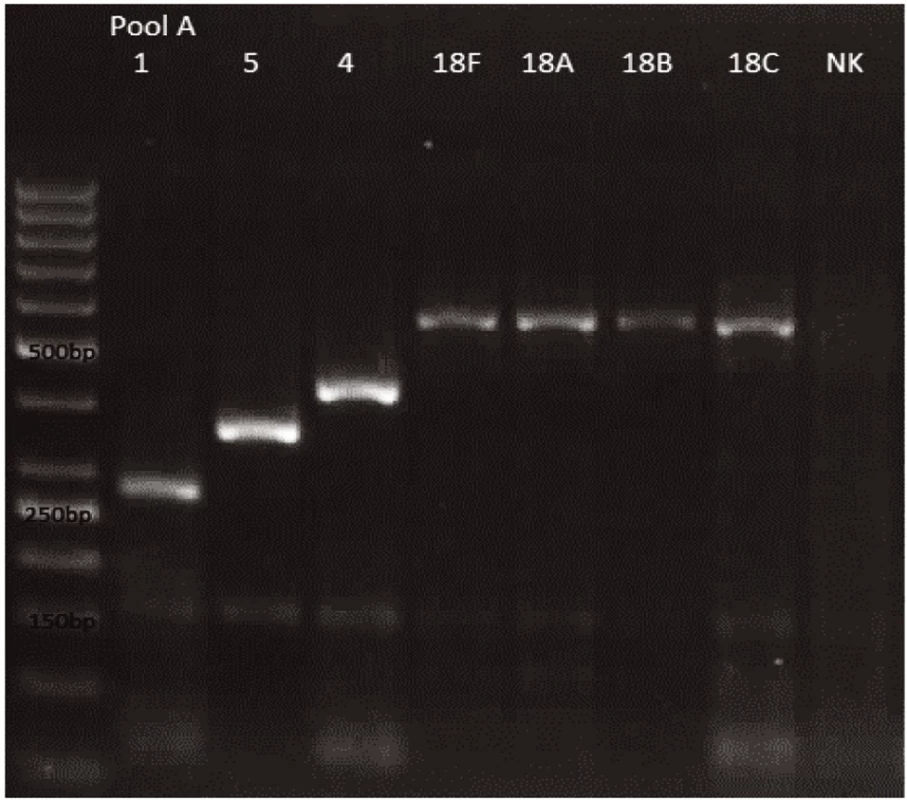 mPCR pool A
Dráha 1: 50bp DNA Ladder
Dráha 2: &lt;i&gt;S. pneumoniae&lt;/i&gt; sérotyp 1 (280bp)
Dráha 3: &lt;i&gt;S. pneumoniae&lt;/i&gt;  sérotyp 5 (362bp)
Dráha 4: &lt;i&gt;S. pneumoniae&lt;/i&gt;  sérotyp 4 (430bp)
Dráha 5: &lt;i&gt;S. pneumoniae&lt;/i&gt;  sérotyp 18F (573bp)
Dráha 6: &lt;i&gt;S. pneumoniae&lt;/i&gt;  sérotyp 18A (573bp)
Dráha 7: &lt;i&gt;S. pneumoniae&lt;/i&gt;  sérotyp 18B (573bp)
Dráha 8: &lt;i&gt;S. pneumoniae&lt;/i&gt;  sérotyp 18C (573bp)
Dráha 9: negativní kontrola
Dráha 2–8: pozitivní produkt cpsA (160bp)&lt;br&gt;
Fig. 1. mPCR pool A
Lane 1: 50bp DNA Ladder
Lane 2: &lt;i&gt;S. pneumoniae&lt;/i&gt;  serotype 1 (280bp)
Lane 3: &lt;i&gt;S. pneumoniae&lt;/i&gt;  serotype 5 (362bp)
Lane 4: &lt;i&gt;S. pneumoniae&lt;/i&gt;  serotype 4 (430bp)
Lane 5: &lt;i&gt;S. pneumoniae&lt;/i&gt;  serotype 18F (573bp)
Lane 6: &lt;i&gt;S. pneumoniae&lt;/i&gt;  serotype 18A (573bp)
Lane 7: &lt;i&gt;S. pneumoniae&lt;/i&gt;  serotype 18B (573bp)
Lane 8: &lt;i&gt;S. pneumoniae&lt;/i&gt;  serotype 18C (573bp)
Lane 9: negative control
Lanes 2–8: positive product cpsA (160bp)