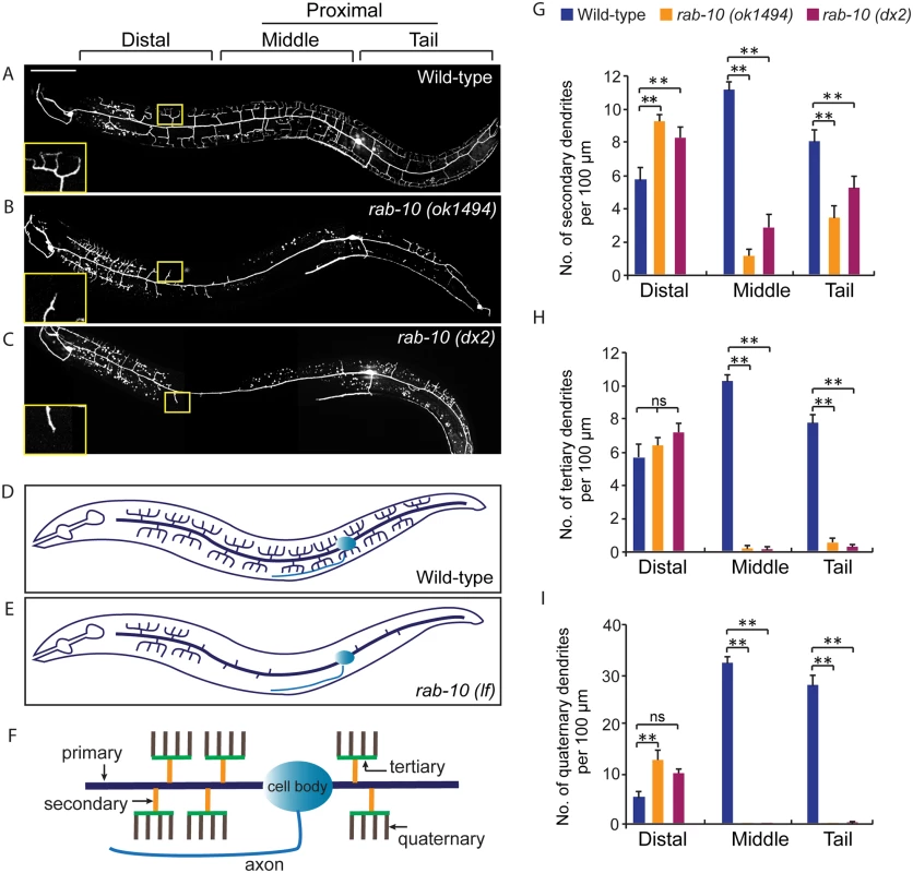RAB-10 promotes formation of proximal PVD dendritic arbors.