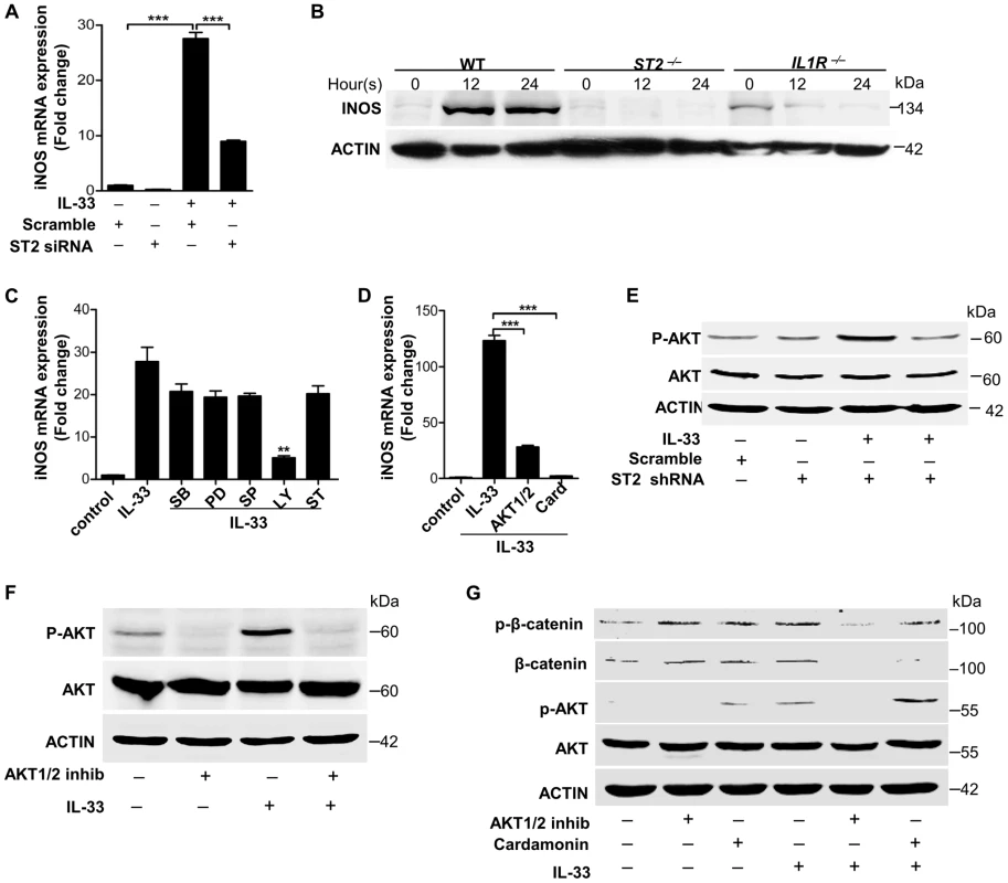 IL-33 activates ST2-AKT-β-catenin to induce iNOS.