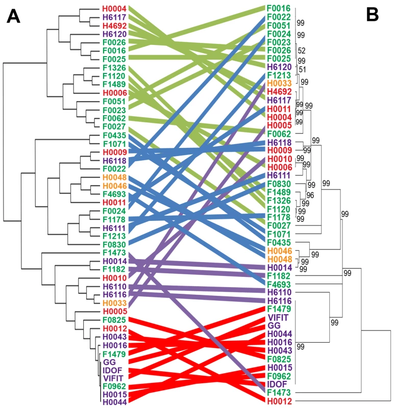 Comparison of hierarchical clustering and phylogenetic tree of a selected set of <i>L. rhamnosus</i> strains.