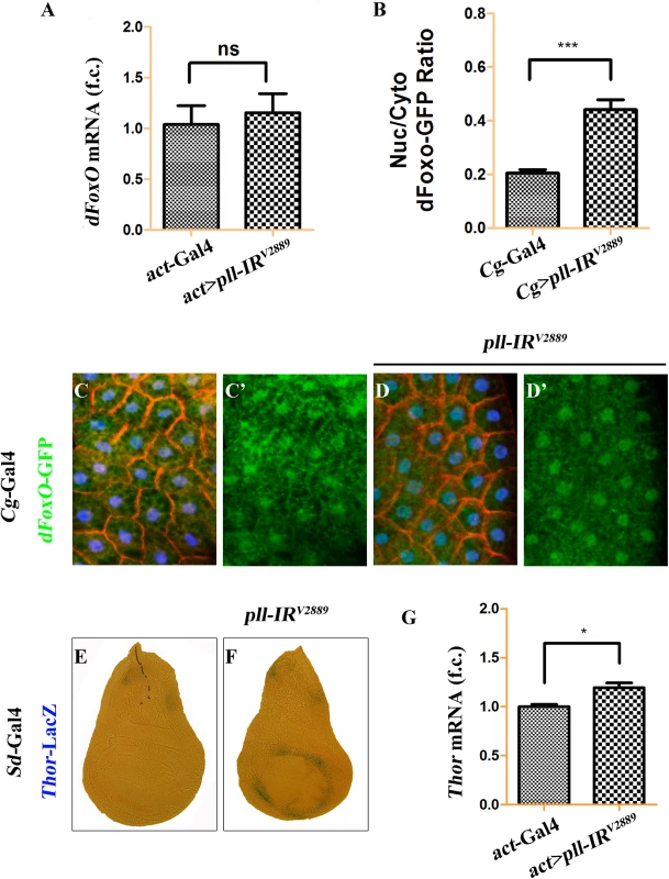 Loss of <i>pll</i> promotes dFoxO nuclear localization and transcriptional activity.