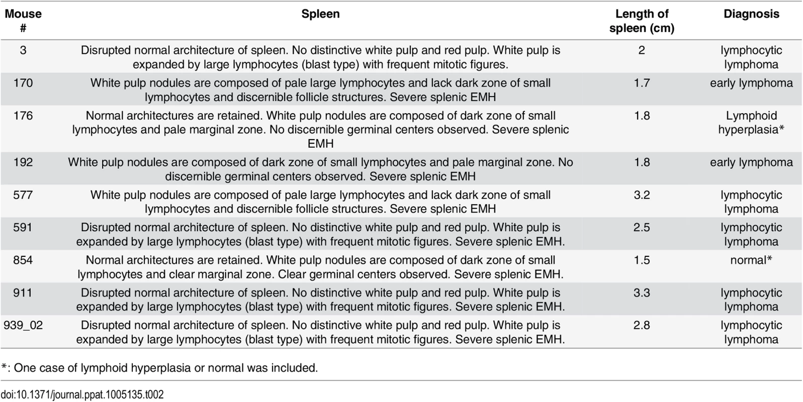 Pathology on spleen from Myc/latency mice diagnosed with lymphoma.