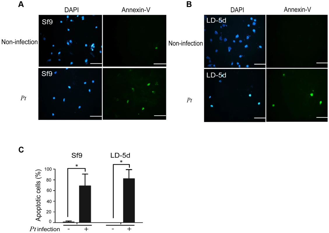 Apoptosis-induced by <i>P. taiwanensis</i> infection in Sf9 and LD-5d cell lines.