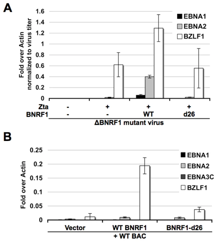 BNRF1 promotes viral gene expression.
