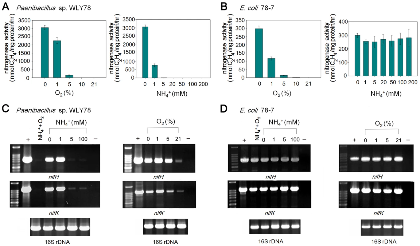 Effects of O<sub>2</sub> and NH<sub>4</sub><sup>+</sup> on nitrogenase activity and <i>nif</i> gene transcription.