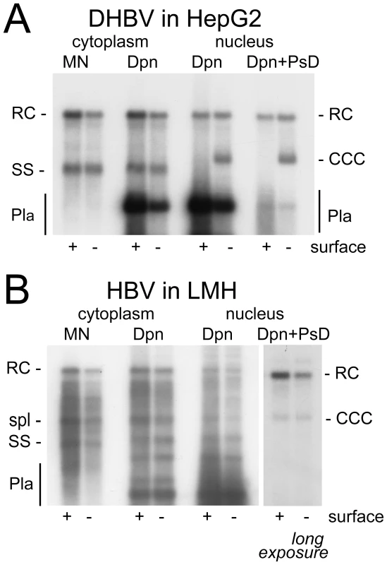 DHBV replication in human cells and HBV replication in avian cells.
