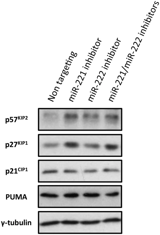 Inactivation of miR-221 and miR-222 in LCLs with corresponding anti-miRs.