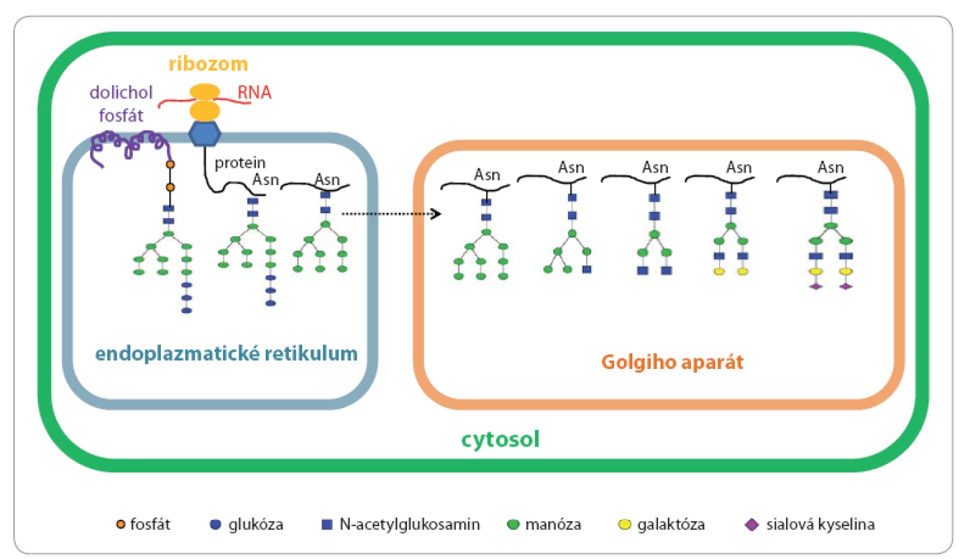Biosyntéza N-glykanů.