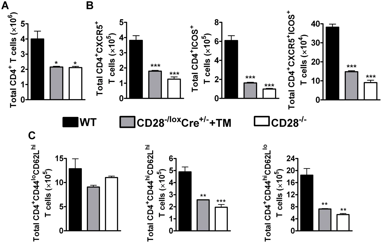 CD28 is necessary for development of T<sub>FH</sub> cells and optimal activation of CD4<sup>+</sup> T cells.