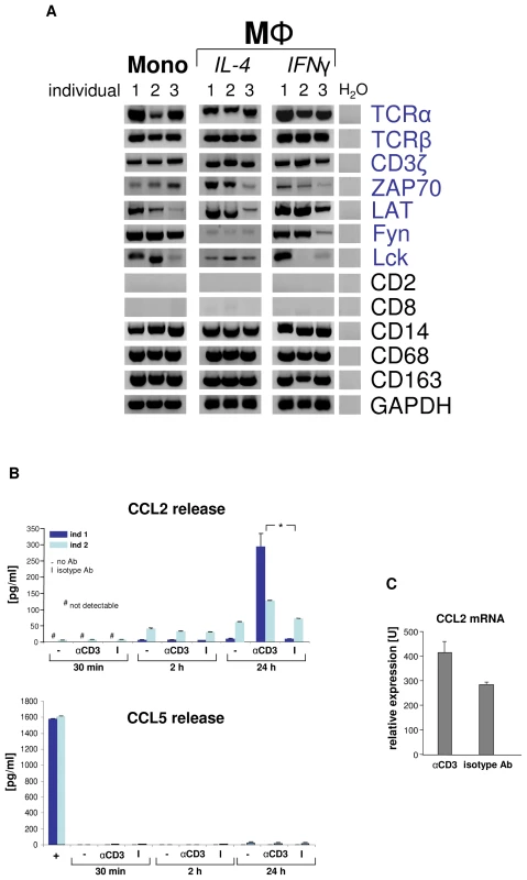 Engagement of the macrophage TCRαβ induces CCL2 release.