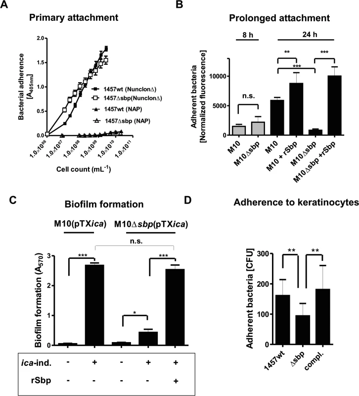 Functional role of Sbp in primary attachment.