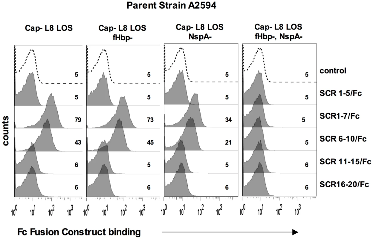 Binding of fH/Fc fusion proteins to <i>N. meningitidis</i> fHbp and NspA mutants of A2594.
