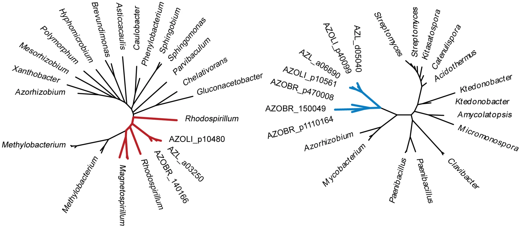 Phylogenetic trees for thiamine synthetase (left) and cellulase (right).