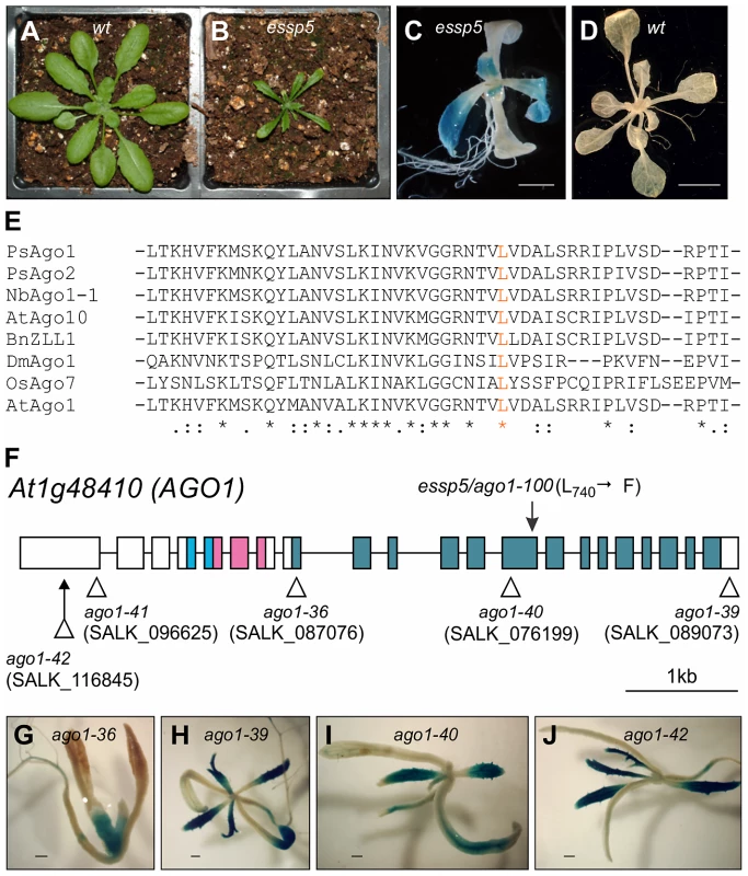 <i>essp5</i> Results in Ectopic Expression of a Seed Marker Gene and Is Allelic to <i>ARGONAUTE1</i>.