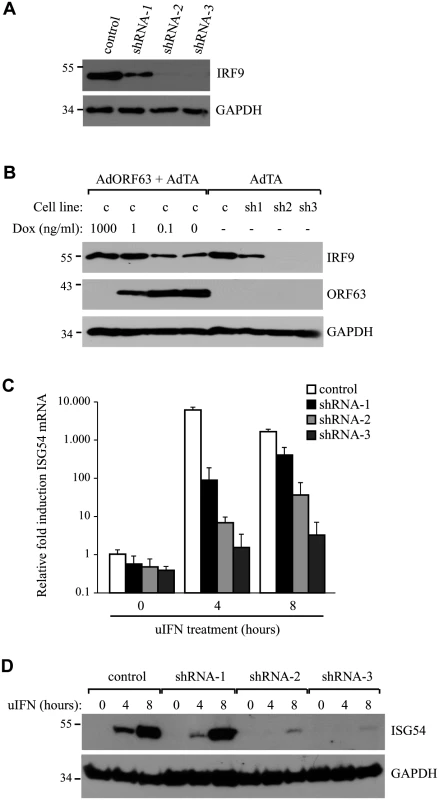 IRF9 is required for efficient ISG induction and overexpression of IRF9 overcomes JAK-STAT inhbition by ORF63.