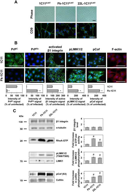 Prion infection of 1C11 neuronal stem cells alters neuritogenesis by overactivating the RhoA-ROCK-LIMK-cofilin pathway and modifying the actin network.
