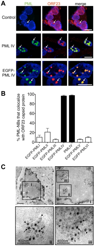 PML IV promotes the sequestration of VZV nucleocapsids within PML cages.