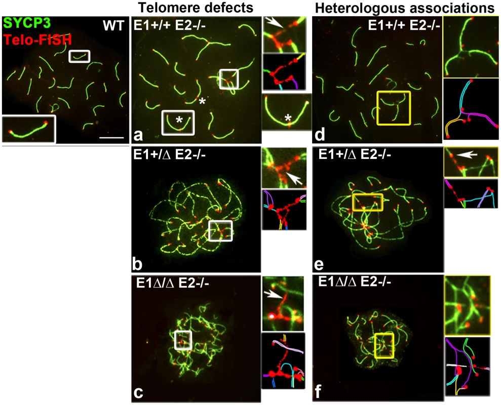 Telomere stability and chromosome integrity are increasingly disrupted by loss of E-type cyclin function.